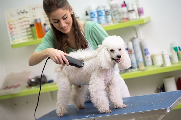 pet grooming service